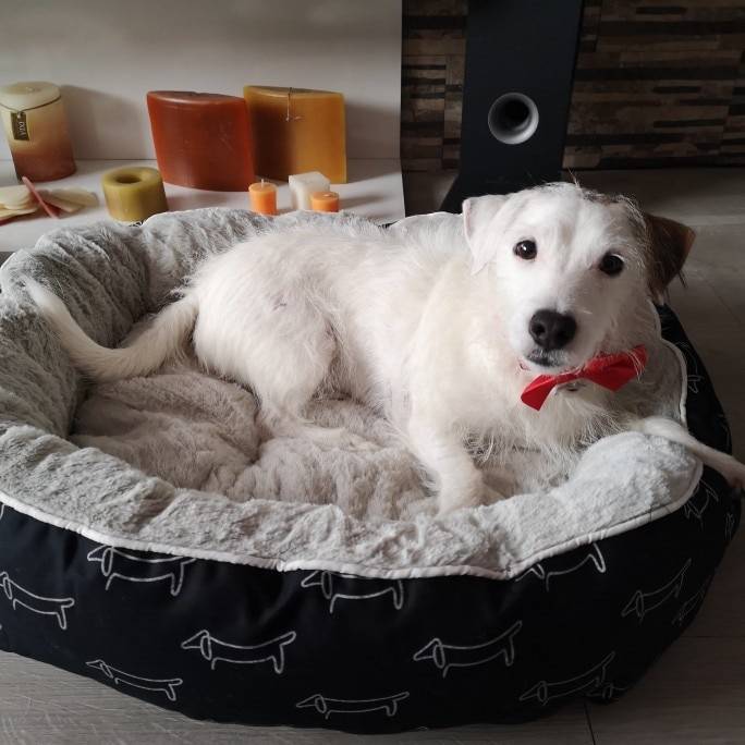 Pet Bed For Dogs cat house dog beds for large dogs Pets Products For Puppies dog bed mat lounger bench cat sofa supplies py0103 Pet Bed For Dogs cat house dog beds for large dogs Pets Products For Puppies dog bed mat lounger bench cat sofa supplies py0103