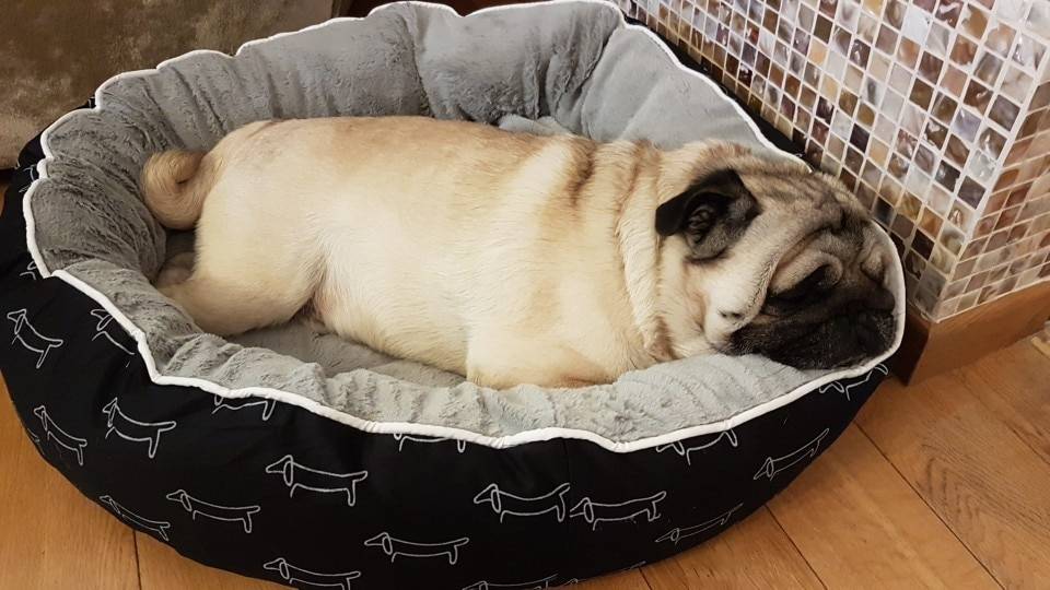 Pet Bed For Dogs cat house dog beds for large dogs Pets Products For Puppies dog bed mat lounger bench cat sofa supplies py0103 Pet Bed For Dogs cat house dog beds for large dogs Pets Products For Puppies dog bed mat lounger bench cat sofa supplies py0103