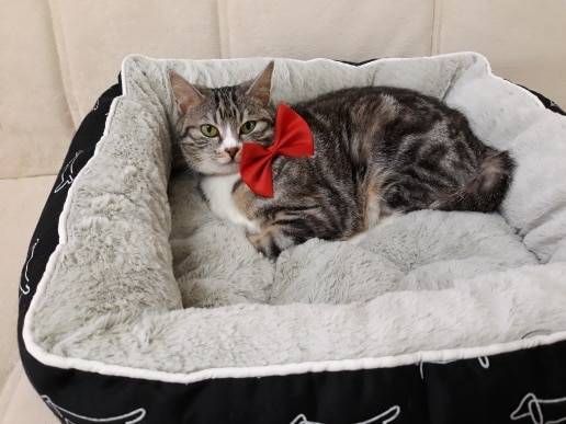 Pet Bed For Dogs cat house dog beds for large dogs Pets Products For Puppies dog bed mat lounger bench cat sofa supplies py0103 Pet Bed For Dogs cat house dog beds for large dogs Pets Products For Puppies dog bed mat lounger bench cat sofa supplies py0103